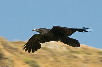 Raven (mythology)